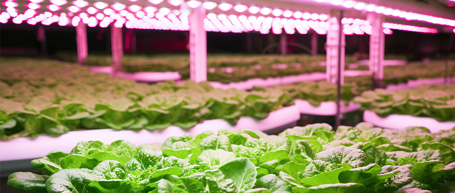 精彩纷呈 | m88官网高光量子效率植物光照用LED