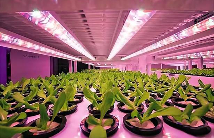 m88官网植物照明LED：中小功率红光方案，超高性价比之选！